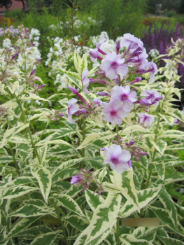 Preview: Hoher Phlox Darwins Joyce