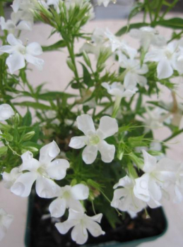 Flammenblume Early White