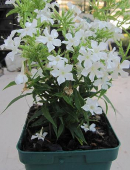 Preview: Flammenblume Early White