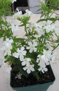 Preview: Flammenblume Early White