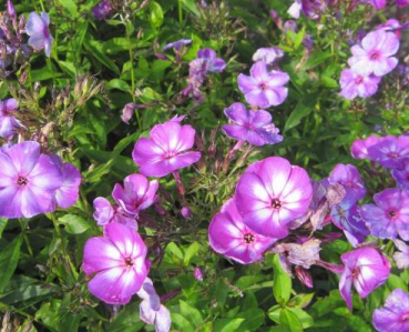 Hoher Phlox Uspech