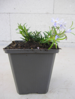 Teppich-Flammenblume Emerald Cushion Blue