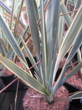 Preview: Phormium Brown Sugar 2