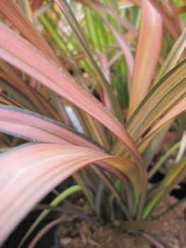 Preview: Phormium Rainbow Sunrise 3