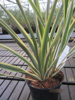 Phormium tenax Wings of Gold 2
