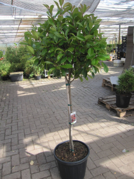 Photinia fraseri Little Red Robin 1