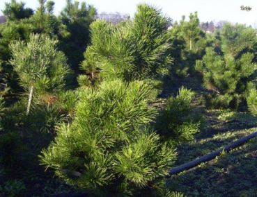 Pinus contorta