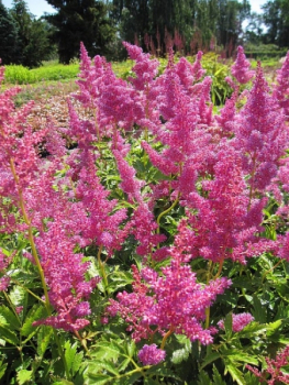 Preview: Prachtspieren Mainz