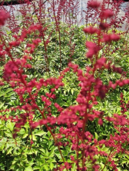 Preview: Prachtspieren Red Sentinel