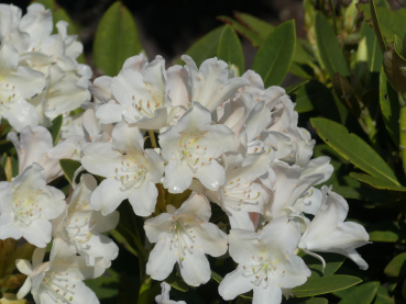 Rhododendron brachycarpum Hybride Great Bear 1