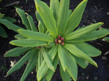 Rhododendron calophytum 1