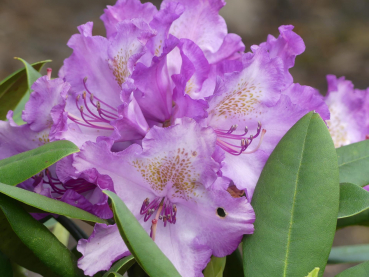 Rhododendron yakushimanum Bohlkens Lupinenberg 1