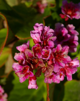 Riesen-Steinbrech Herbstblüte