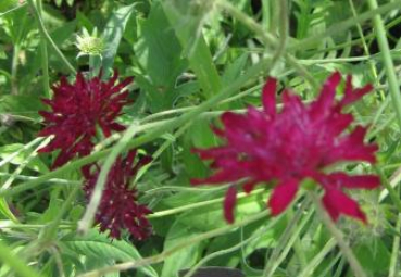 Rote Witwenblume