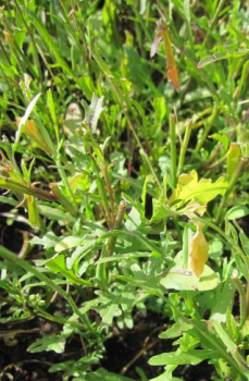 Preview: Rucola