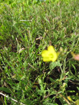 Rucola