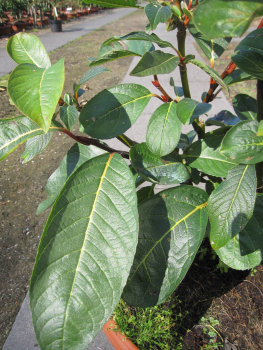 Salix moupinensis 3