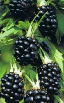 Schwarze Brombeere Thornfree