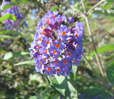 Sommerflieder Orpheus