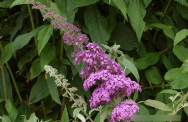 Preview: Sommerflieder Reve de Papillon Pink