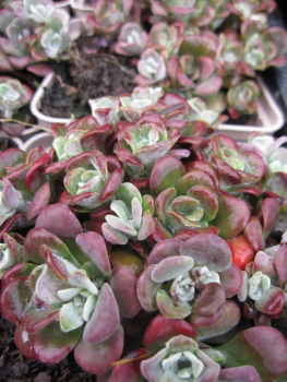 Spatelblättriges Fettblatt Purpureum
