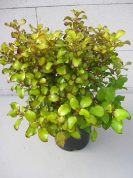 Preview: Spiegelbusch Pina Colada