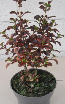 Preview: Speigelbusch Red Ruby