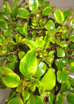 Spiegelbusch Tequila Sunrise