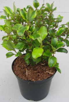 Preview: Spiegelbusch Tequila Sunrise