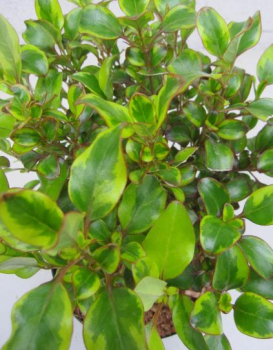 Preview: Spiegelbusch Tequila Sunrise