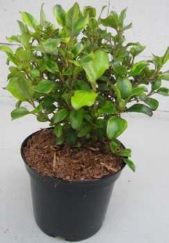 Preview: Spiegelbusch Tequila Sunrise