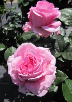 Edelrose Ghita Renaissance