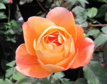 Englische Strauchrose Lady Emma Hamilton