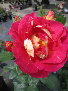 Preview: Edelrose Maleica