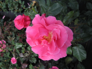 Rosa Romanze 2
