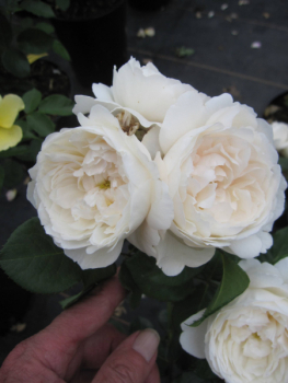 Preview: Strauchrose William and Catherine