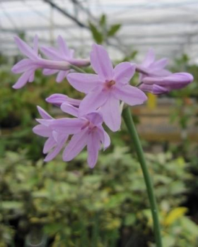 Zimmerknoblauch