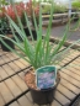 Preview: Zimmerknoblauch