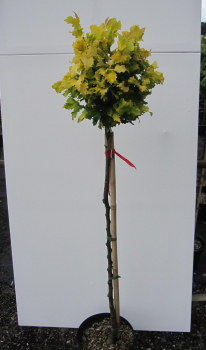 Preview: Hochstamm Goldulme Wredei - Ulmus holladica - Stamm 80cm + Krone