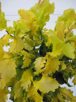 Preview: Hochstamm Goldulme Wredei - Ulmus holladica - Stamm 80cm + Krone