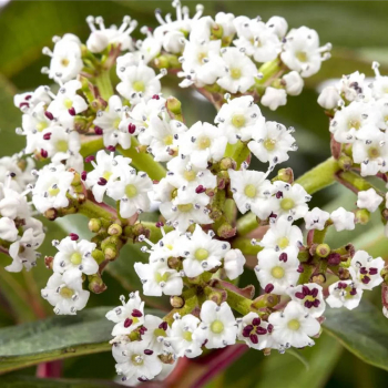 Viburnum davidii 1