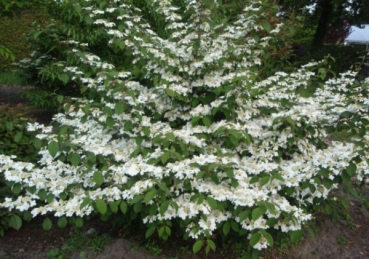 Japanischer Schneeball Mariesii