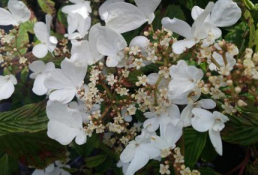 Preview: Japanischer Schneeball Mariesii