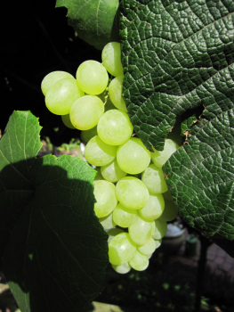 vitis orangentraube