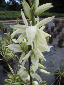 Preview: Yucca filamentosa Bright Edge Palmlilien