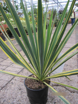 Yucca filamentosa Ivory Tower Palmlilien