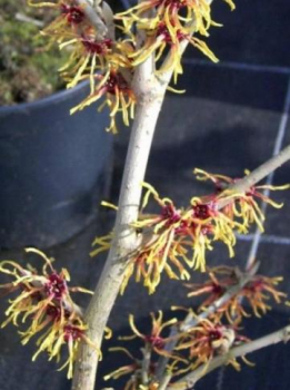 Zaubernuss Orange Glow