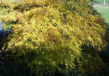 Ahorn palmatum Dissectum 1