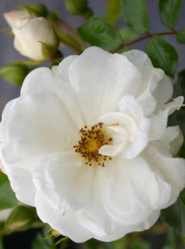 Preview: Hochstammrose Innocencia