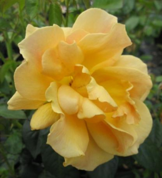 Preview: Englische Rose Easy Going